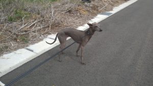 成田市近郊のペットホテルセカンドファミリー／朝のお時間　2021年4月25日