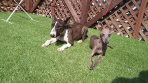 成田市近郊のペットホテルセカンドファミリー／午後のお時間　2021年4月25日