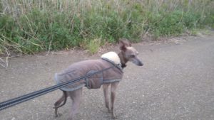 成田市近郊のペットホテルセカンドファミリー／夜のお時間　2021年4月25日