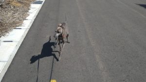 印西市近郊のペットホテルセカンドファミリー／朝のお時間　2021年4月26日