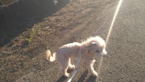 印西市近郊のペットホテルセカンドファミリー／夜のお時間　2021年4月26日