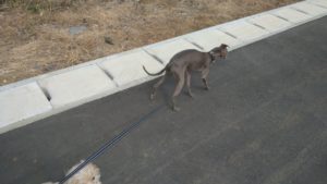 酒々井近郊のペットホテルセカンドファミリー／朝のお時間　2021年4月27日