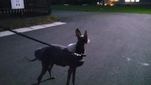 酒々井近郊のペットホテルセカンドファミリー／夜のお時間　2021年4月27日