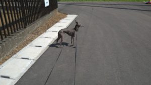 24時間ドッグトレーナー常駐のペットホテルセカンドファミリー／朝のお時間　2021年4月28日