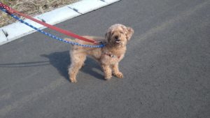 成田市近郊のペットホテルセカンドファミリー／朝のお時間　2021年5月2日