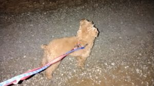 成田市近郊のペットホテルセカンドファミリー／夜のお時間　2021年5月2日