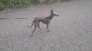 印西市近郊のペットホテルセカンドファミリー／夜のお時間　2021年5月3日