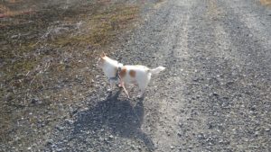 酒々井近郊のペットホテルセカンドファミリー／朝のお時間　2021年5月4日