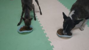 24時間ドッグトレーナー常駐のペットホテルセカンドファミリー／夜のお時間　2021年5月5日