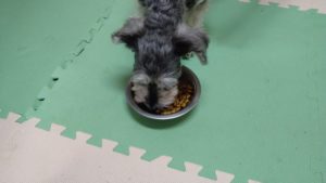 フリースペースのペットホテルセカンドファミリー／朝のお時間　2021年5月6日