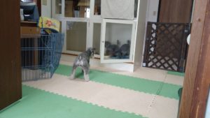 フリースペースのペットホテルセカンドファミリー／午後のお時間　2021年5月6日