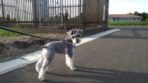 フリースペースのペットホテルセカンドファミリー／夜のお時間　2021年5月6日