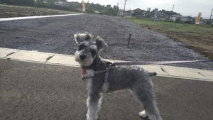 成田空港近郊のペットホテルセカンドファミリー／朝のお時間　2021年5月7日