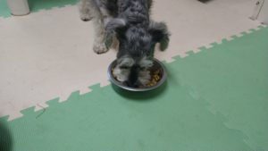 成田空港近郊のペットホテルセカンドファミリー／夜のお時間　2021年5月7日