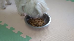 富里市のペットホテルセカンドファミリー／朝のお時間　2021年5月29日