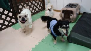 成田市近郊のペットホテルセカンドファミリー／朝のお時間　2021年6月6日