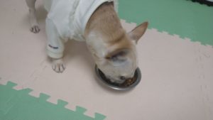 成田市近郊のペットホテルセカンドファミリー／夜のお時間　2021年6月6日