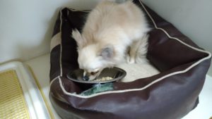 印西市近郊のペットホテルセカンドファミリー／朝のお時間　2021年6月7日