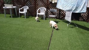 印西市近郊のペットホテルセカンドファミリー／午後のお時間　2021年6月7日