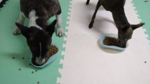 印西市近郊のペットホテルセカンドファミリー／夜のお時間　2021年6月7日