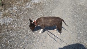 酒々井近郊のペットホテルセカンドファミリー／朝のお時間　2021年6月8日