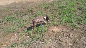 24時間ドッグトレーナー常駐のペットホテルセカンドファミリー／午前のお時間　2021年6月9日