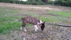 酒々井近郊のペットホテルセカンドファミリー／夜のお時間　2021年6月8日