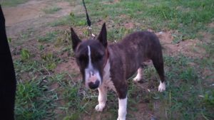 24時間ドッグトレーナー常駐のペットホテルセカンドファミリー／夜のお時間　2021年6月9日