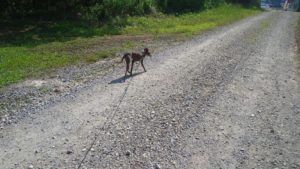 フリースペースのペットホテルセカンドファミリー／朝のお時間　2021年6月10日