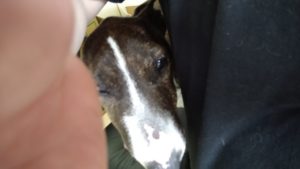 フリースペースのペットホテルセカンドファミリー／午後のお時間　2021年6月10日