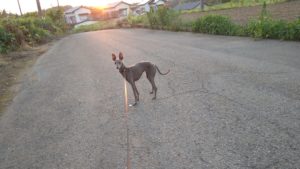 フリースペースのペットホテルセカンドファミリー／夜のお時間　2021年6月10日