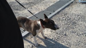 成田空港近郊のペットホテルセカンドファミリー／朝のお時間　2021年6月11日