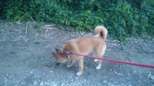 成田空港近郊のペットホテルセカンドファミリー／夜のお時間　2021年6月11日