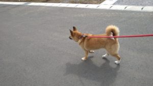 富里市のペットホテルセカンドファミリー／朝のお時間　2021年6月12日