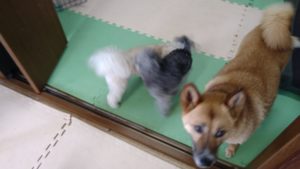 富里市のペットホテルセカンドファミリー／午後のお時間　2021年6月12日