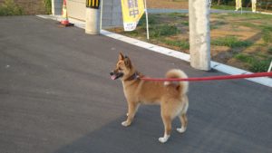 富里市のペットホテルセカンドファミリー／夜のお時間　2021年6月12日