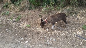 成田市近郊のペットホテルセカンドファミリー／朝のお時間　2021年6月13日