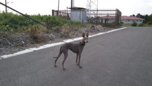 成田市近郊のペットホテルセカンドファミリー／夜のお時間　2021年6月13日