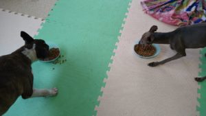 印西市近郊のペットホテルセカンドファミリー／朝のお時間　2021年6月14日