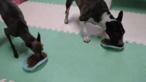 印西市近郊のペットホテルセカンドファミリー／夜のお時間　2021年6月14日