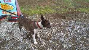 酒々井近郊のペットホテルセカンドファミリー／朝のお時間　2021年6月15日