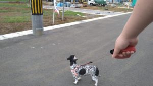 酒々井近郊のペットホテルセカンドファミリー／夜のお時間　2021年6月15日