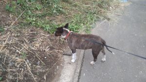 24時間ドッグトレーナー常駐のペットホテルセカンドファミリー／朝のお時間　2021年6月16日