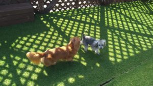 成田空港近郊のペットホテルセカンドファミリー／朝のお時間　2021年6月18日