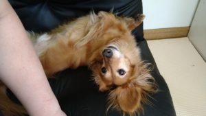 成田空港近郊のペットホテルセカンドファミリー／午後のお時間　2021年6月18日