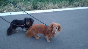 成田空港近郊のペットホテルセカンドファミリー／夜のお時間　2021年6月18日