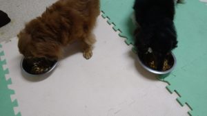 富里市のペットホテルセカンドファミリー／夜のお時間　2021年6月19日