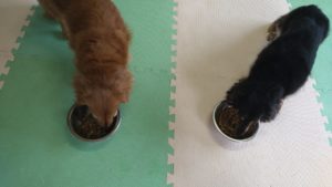 成田市近郊のペットホテルセカンドファミリー／朝のお時間　2021年6月20日