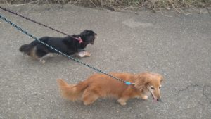 成田市近郊のペットホテルセカンドファミリー／夜のお時間　2021年6月20日