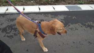 印西市近郊のペットホテルセカンドファミリー／朝のお時間　2021年6月21日